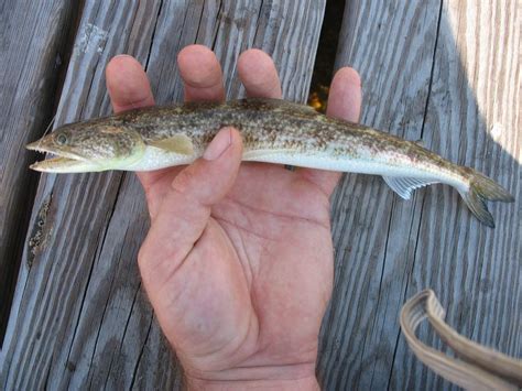 lizard fish florida